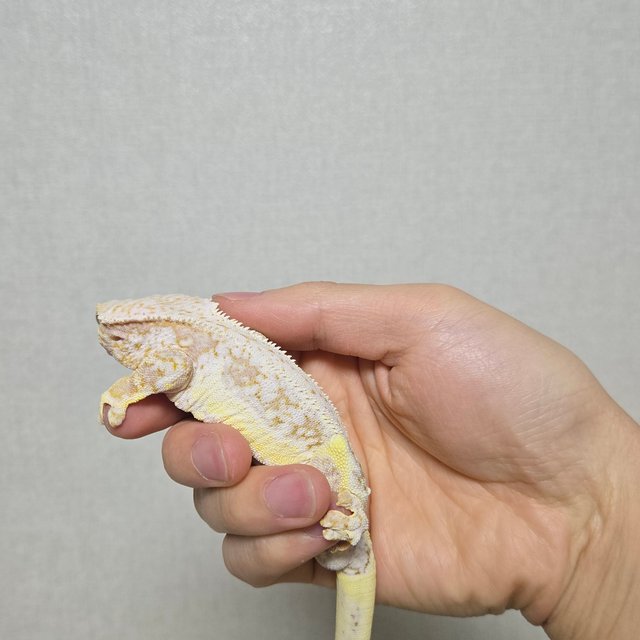 릴리화이트 레드 드리피