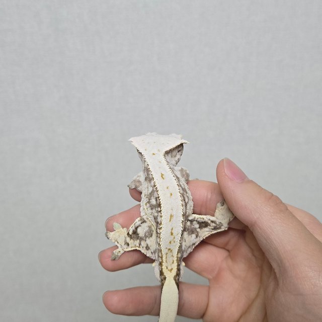 노멀 드리피 화이트스팟 쿼드 화이트