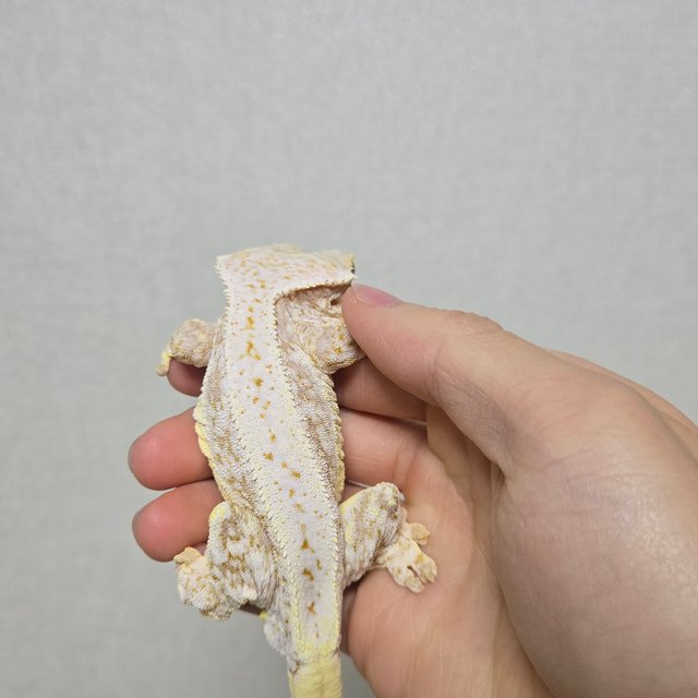 릴리화이트 레드 드리피