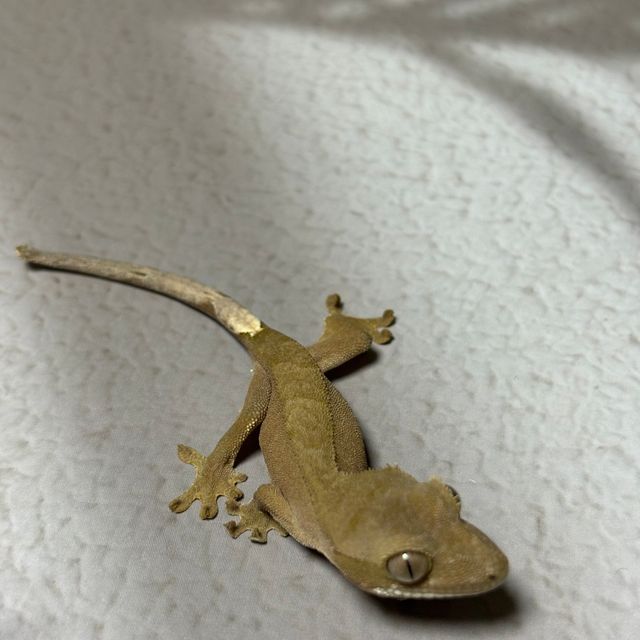 챠콜