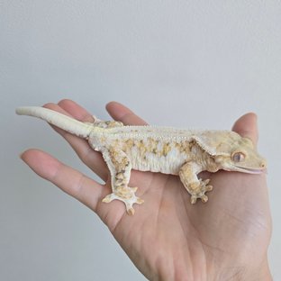 릴리화이트 트라이