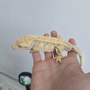 노멀 드리피 화이트스팟 화이트포트홀