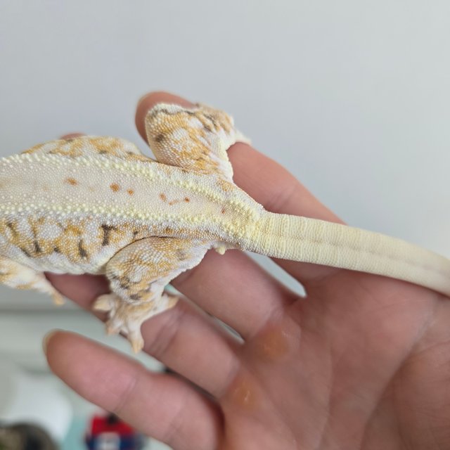 릴리화이트 트라이