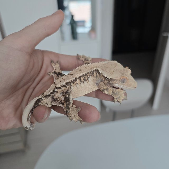 드리피 화이트스팟 화이트포트홀 노멀