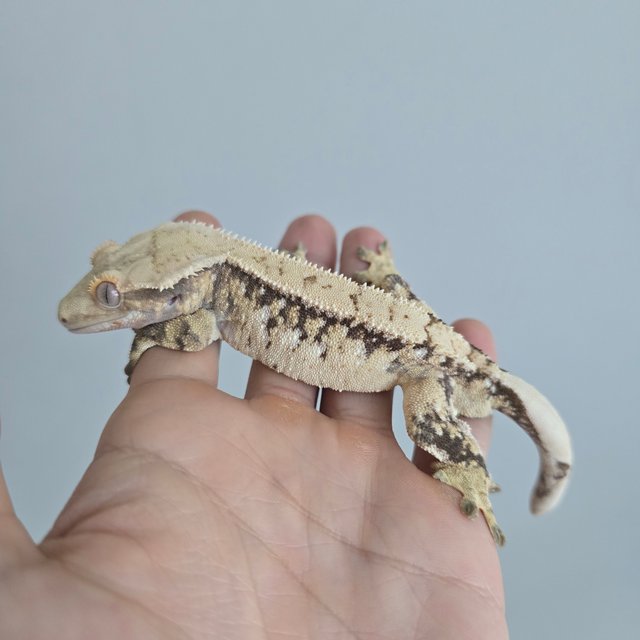 드리피 화이트스팟 화이트포트홀 노멀