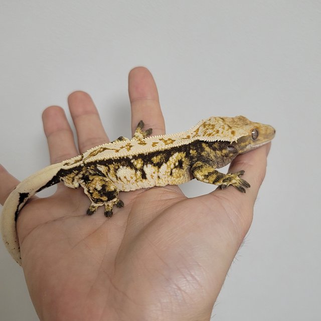 노멀 드리피 트라이 핀스트라이프 쿼드 화이트스팟