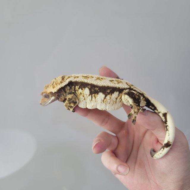 노멀 트라이 드리피 핀스트라이프 화이트스팟 쿼드