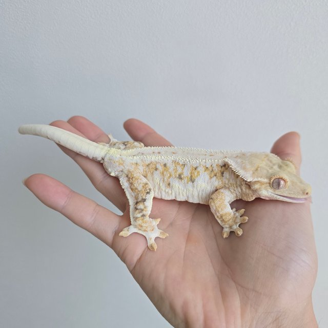 릴리화이트 트라이