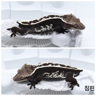 아잔틱 (부)
