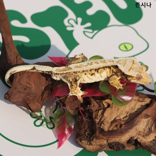 노멀 풀핀 트라이