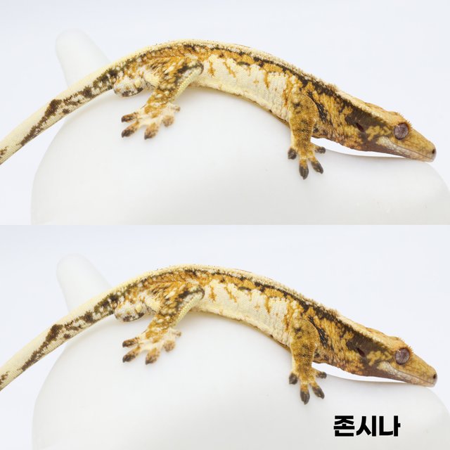 노멀 풀핀 트라이