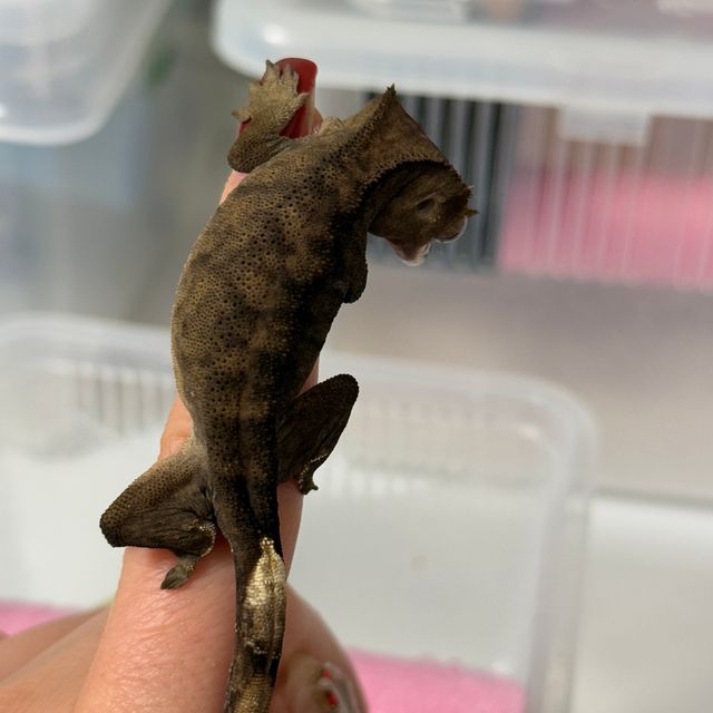 챠콜 알티