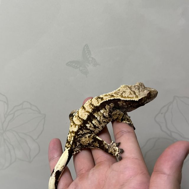 노멀 익스트림할리퀸