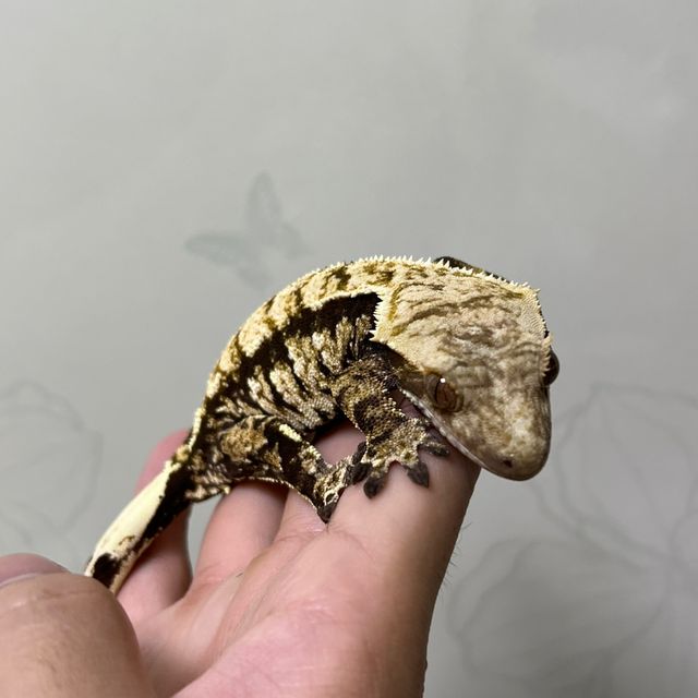 노멀 익스트림할리퀸