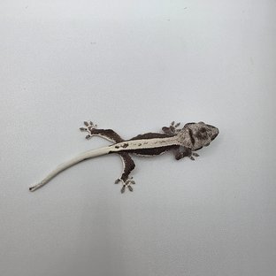릴잔틱