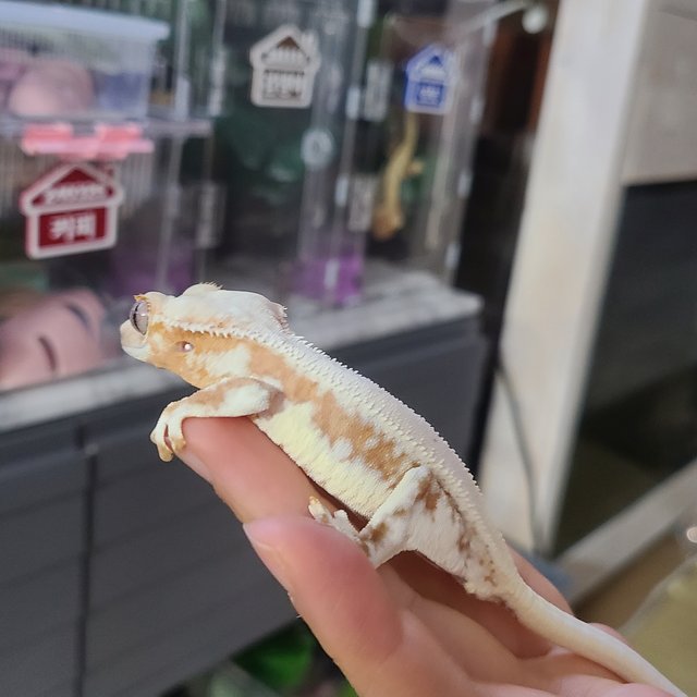 릴리100%헷아잔틱