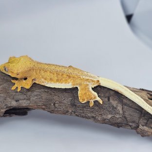 릴리화이트 옐로우