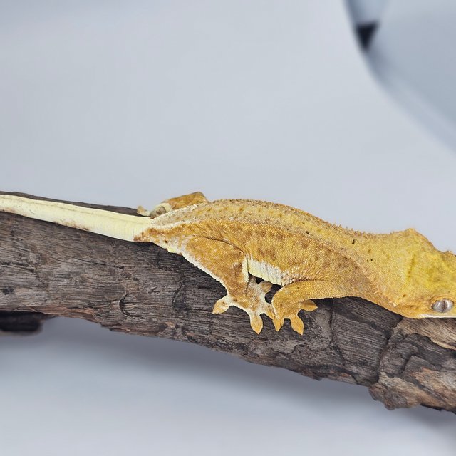 릴리화이트 옐로우