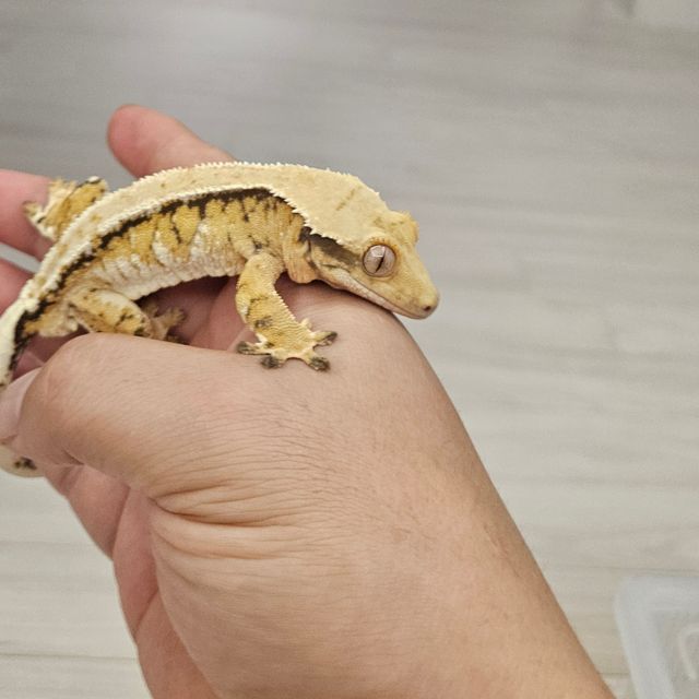 트라이