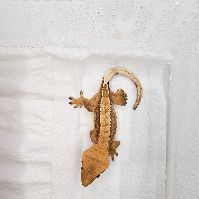 할리퀸