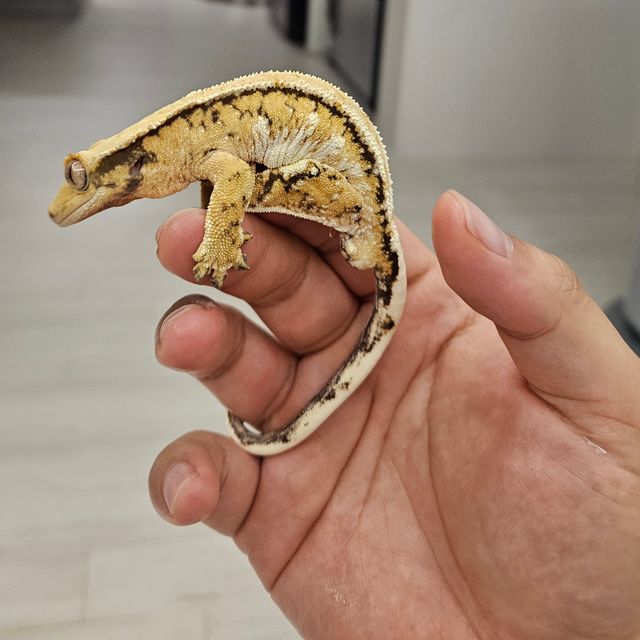 트라이