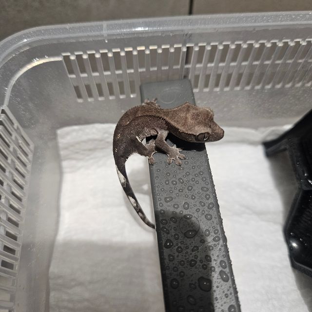 아잔틱 패턴리스