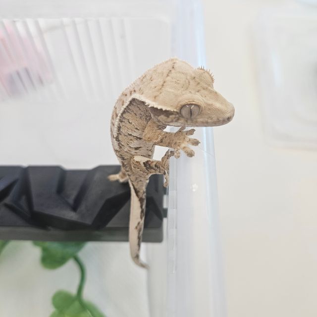 트라이