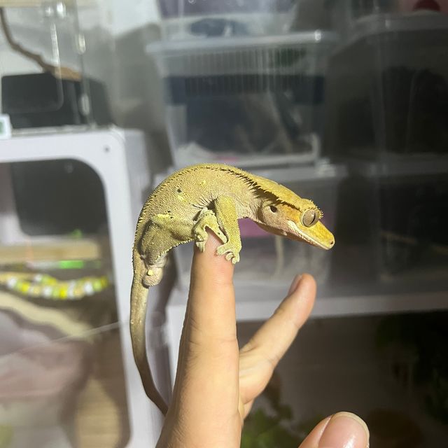 슈퍼달마시안
