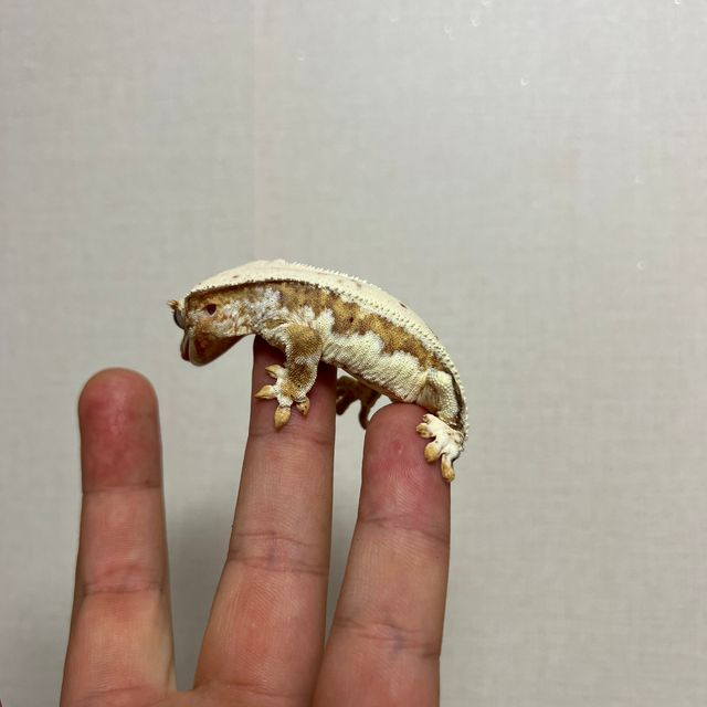 릴리화이트