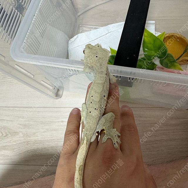 슈퍼달마시안