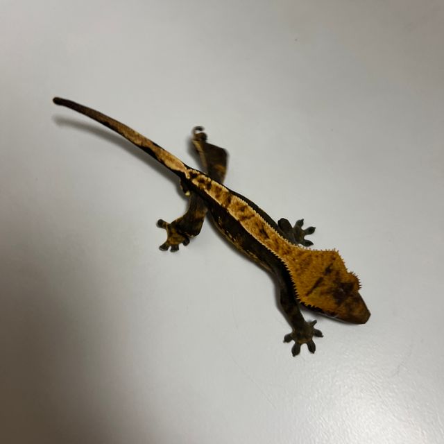다크 할리퀸