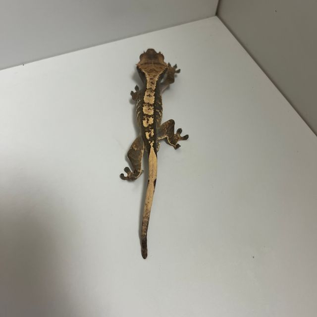 다크 할리퀸