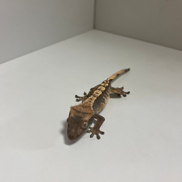 다크 할리퀸