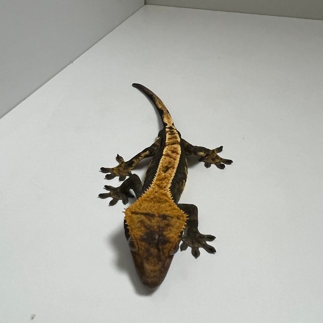 다크 할리퀸