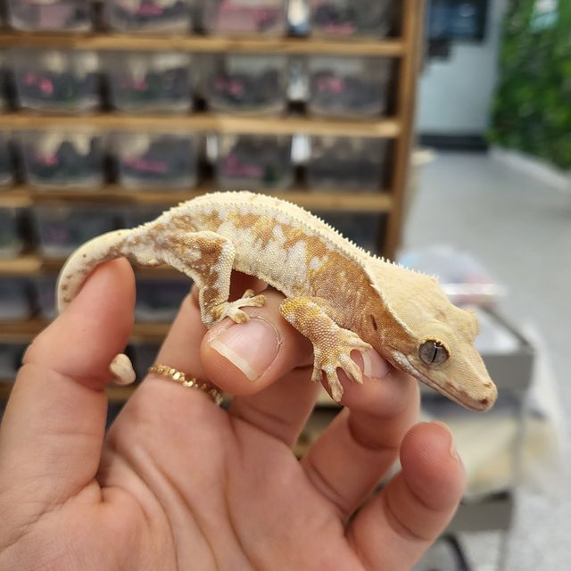 릴리화이트 트라이 레드