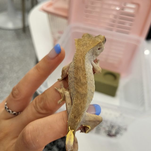 노멀 벅스킨 다크