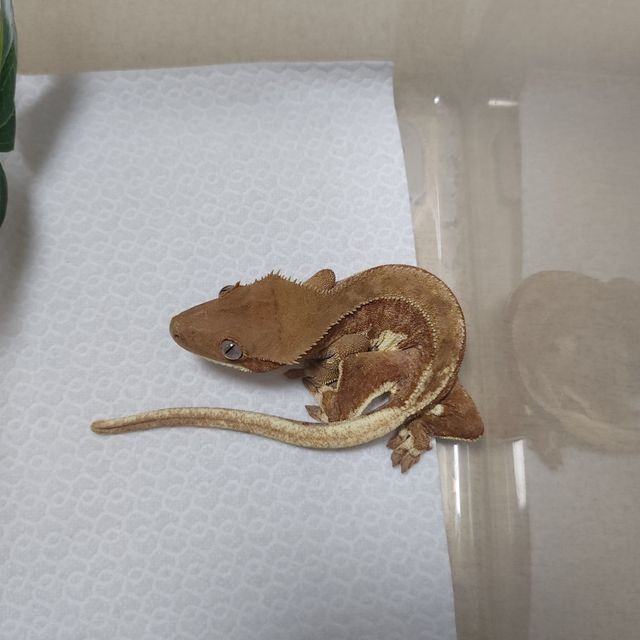 레드 릴리화이트 팬텀