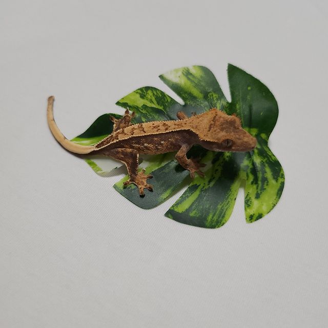 노멀 핀스트라이프