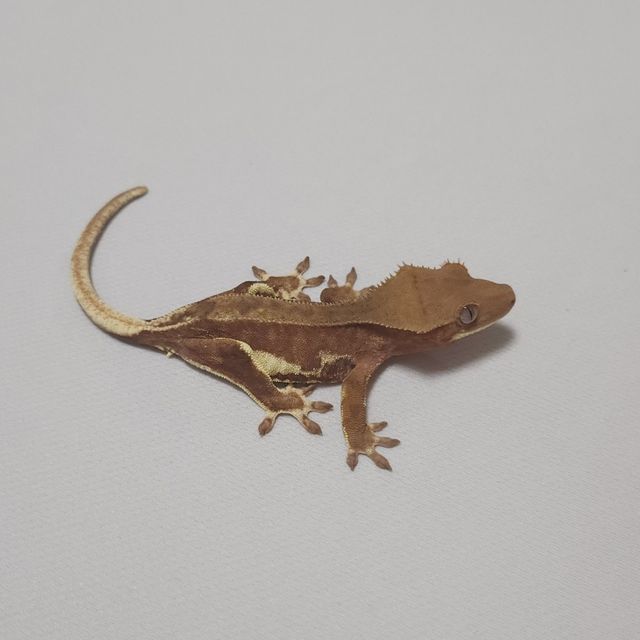 릴리화이트 레드 팬텀