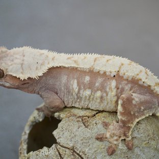 노멀 드리피 레드 화이트포트홀