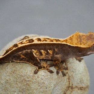 노멀 화이트스팟 풀핀 다크