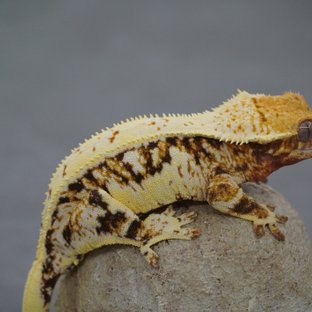 릴리화이트 트라이