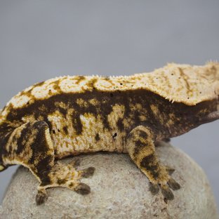 트라이