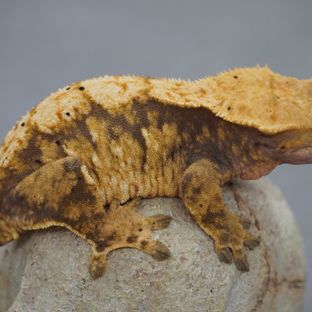 트라이