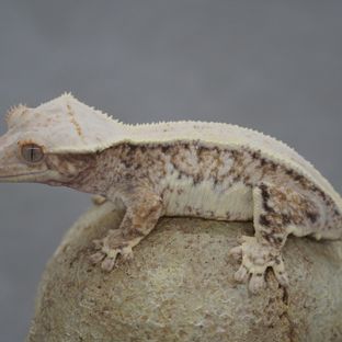 릴리화이트 트라이
