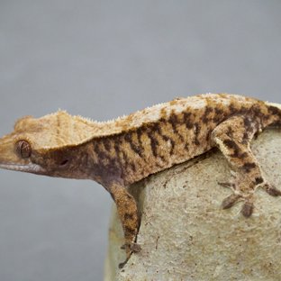 카푸치노 드리피 화이트스팟