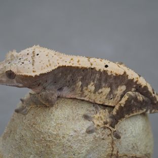 100%헷아잔틱