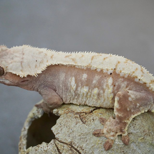 노멀 드리피 레드 화이트포트홀