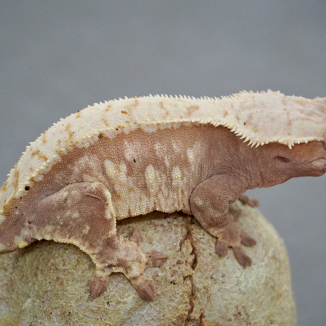 노멀 드리피 레드 화이트포트홀