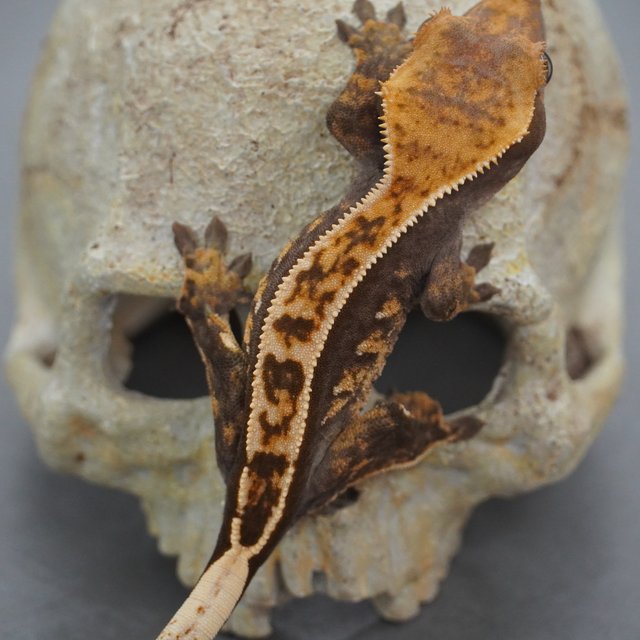 노멀 화이트스팟 풀핀 다크